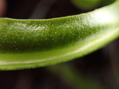Elaphoglossum aemulum