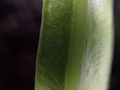 Elaphoglossum aemulum