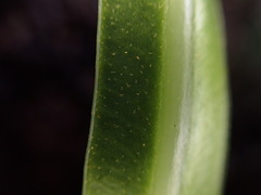 Elaphoglossum aemulum