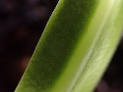 Elaphoglossum aemulum