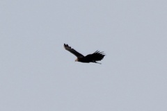 Cathartes burrovianus