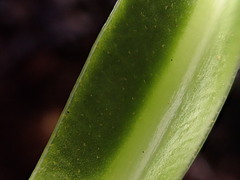 Elaphoglossum aemulum