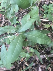 Ditrysinia fruticosa