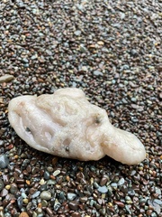 Aplidium californicum