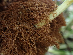 Elaphoglossum aemulum