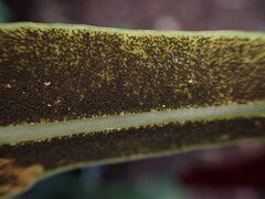 Elaphoglossum aemulum