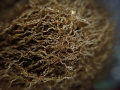 Elaphoglossum aemulum