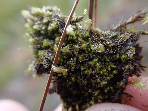 Image of Fossombronia foveolata by no rights reserved