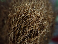 Elaphoglossum aemulum