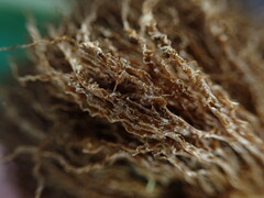 Elaphoglossum aemulum