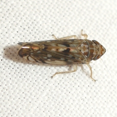 Scaphoideus