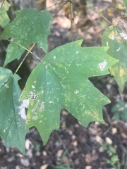 Acer floridanum