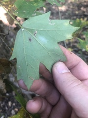 Acer floridanum