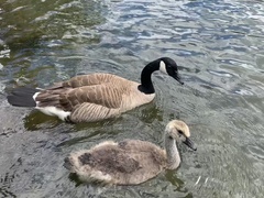 Branta canadensis