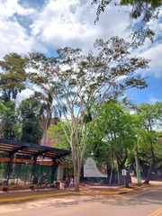 Albizia niopoides