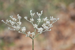 Eriogonum annuum