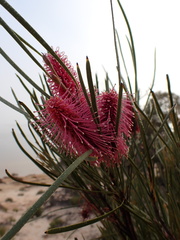 Hakea francisiana