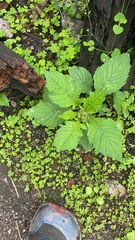 Crassocephalum crepidioides