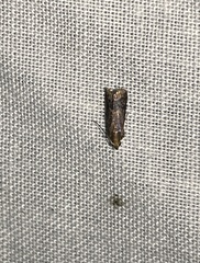 Eulogia ochrifrontella