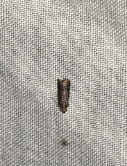 Eulogia ochrifrontella