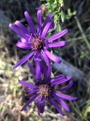 Symphyotrichum pratense