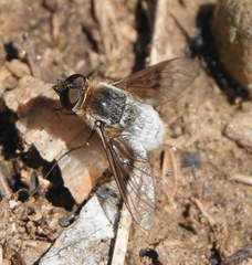 Bombyliidae