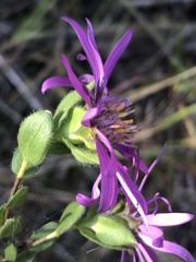 Symphyotrichum pratense