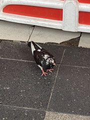 Columba livia domestica