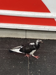 Columba livia domestica