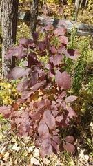 Euonymus atropurpureus
