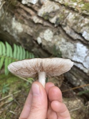 Pluteus cervinus