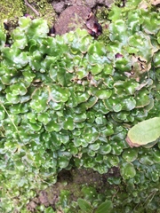 Lunularia cruciata