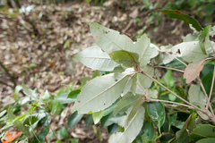 Croton cascarilloides