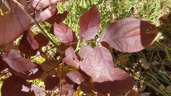 Euonymus atropurpureus