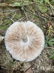 Pluteus cervinus