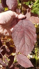 Euonymus atropurpureus