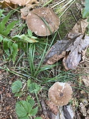Pluteus cervinus