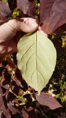 Euonymus atropurpureus