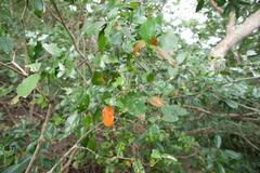 Croton cascarilloides
