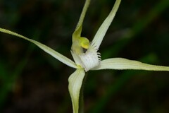 Caladenia versicolor