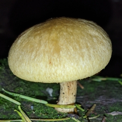 Tricholomopsis