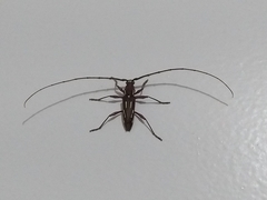 Ambonus distinctus