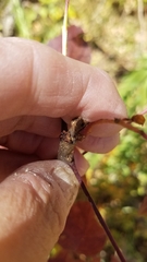 Euonymus atropurpureus