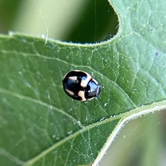 Hyperaspis trifurcata