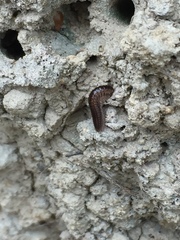 Cleidogona