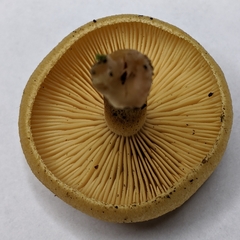 Tricholomopsis