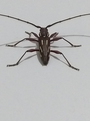 Ambonus distinctus