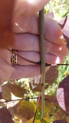 Euonymus atropurpureus