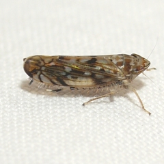 Scaphoideus