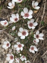 Leptospermum scoparium